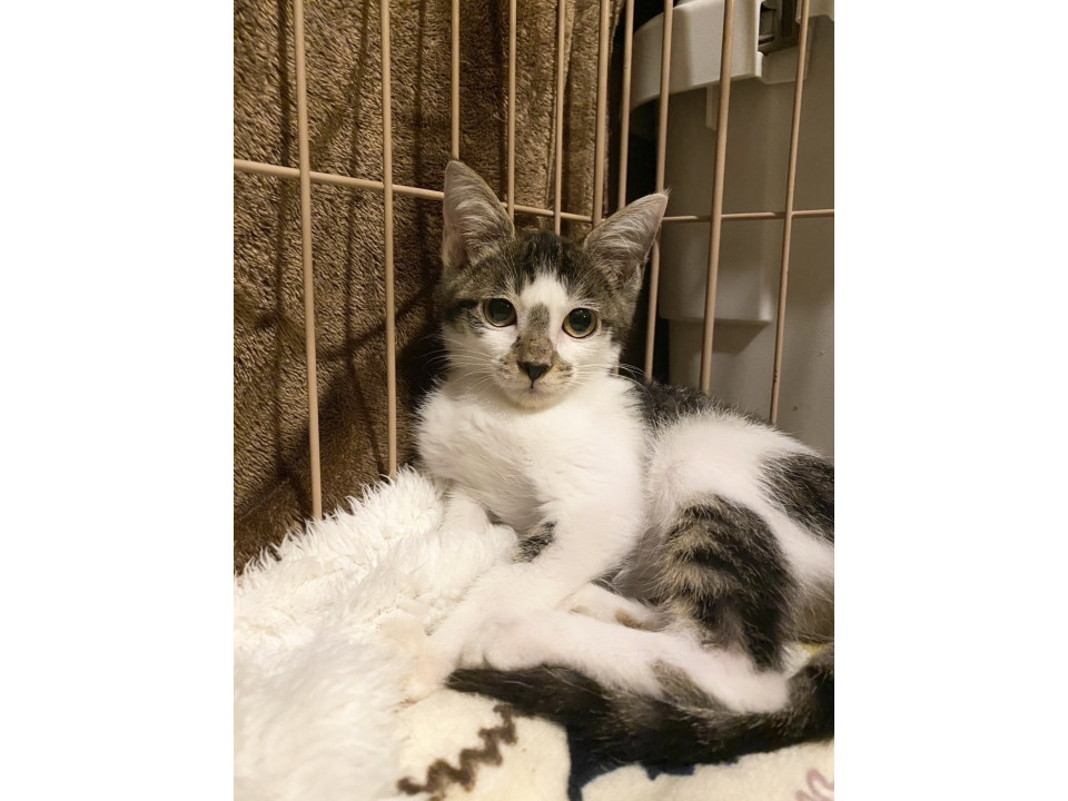 可愛いお鼻の模様がチャームポイント