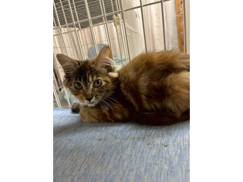 ゴージャスな毛並みなウィンリィ〜ちゃん