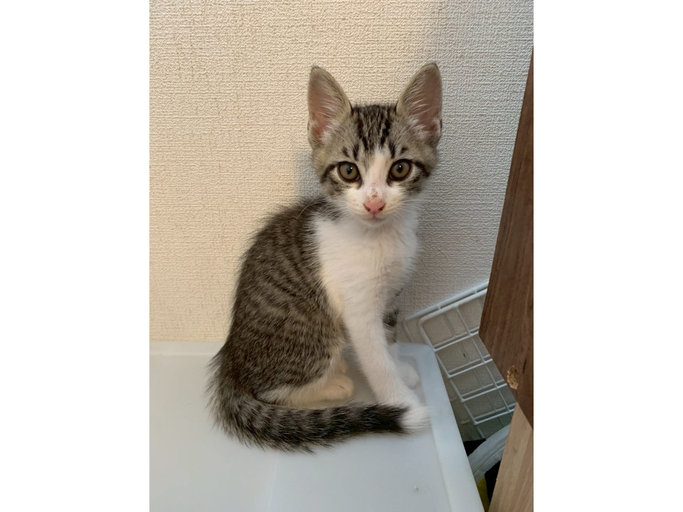 白いしっぽの先っぽが可愛い雷太くん