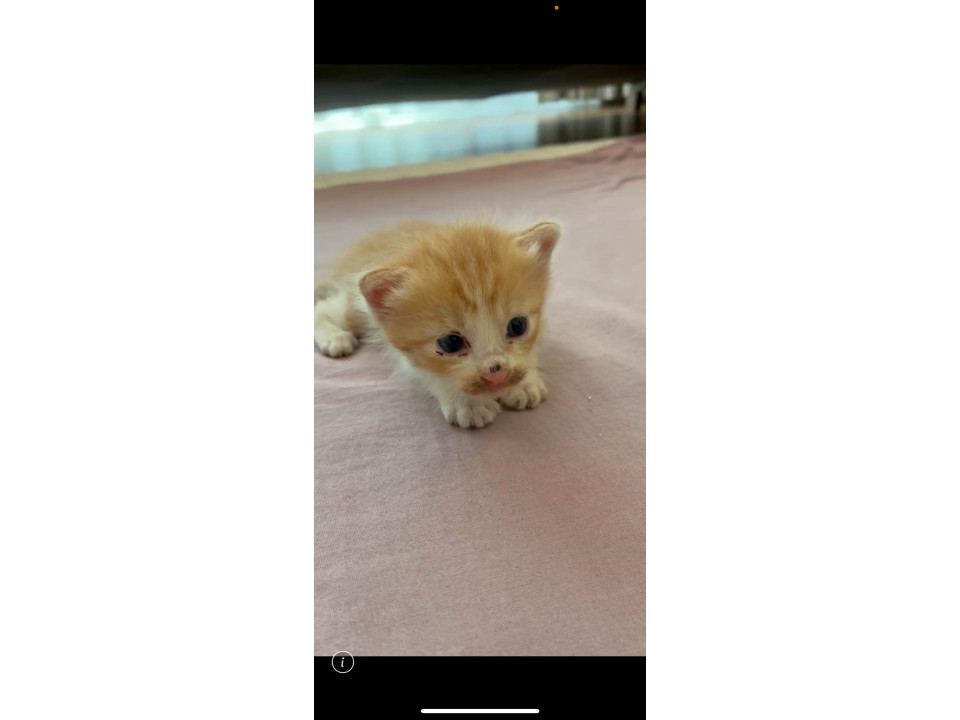 生後2週間の5匹兄弟
