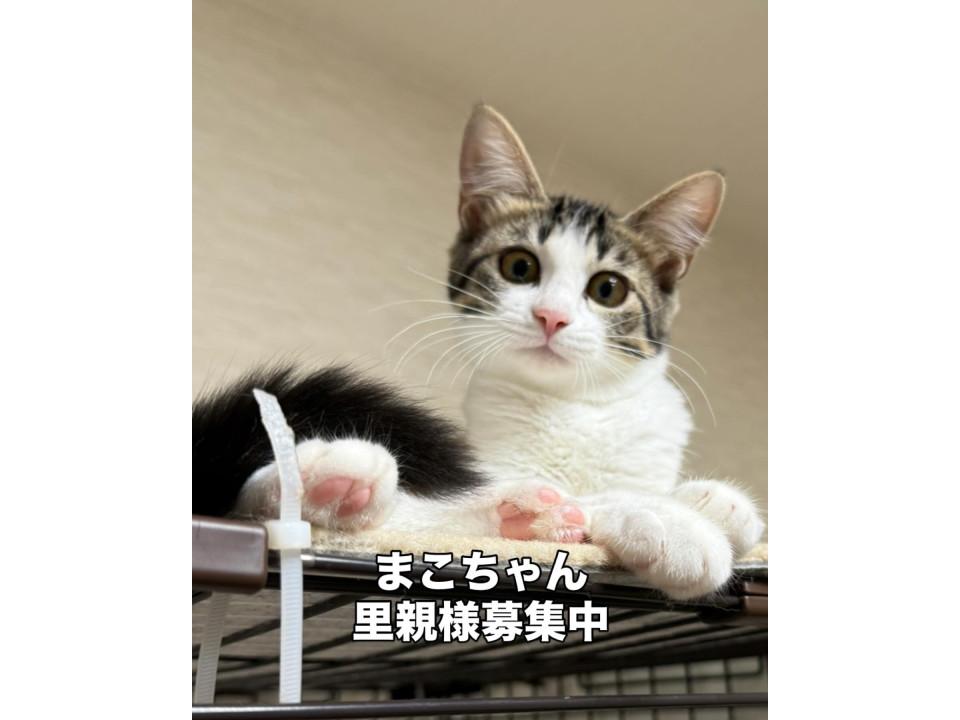 美猫さん