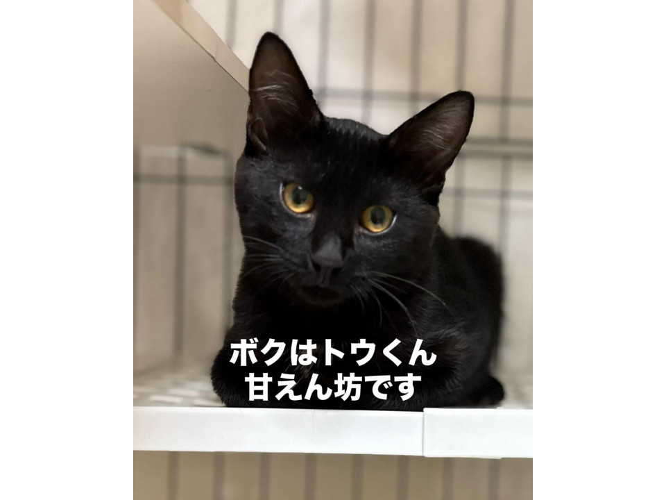 イケメンくん