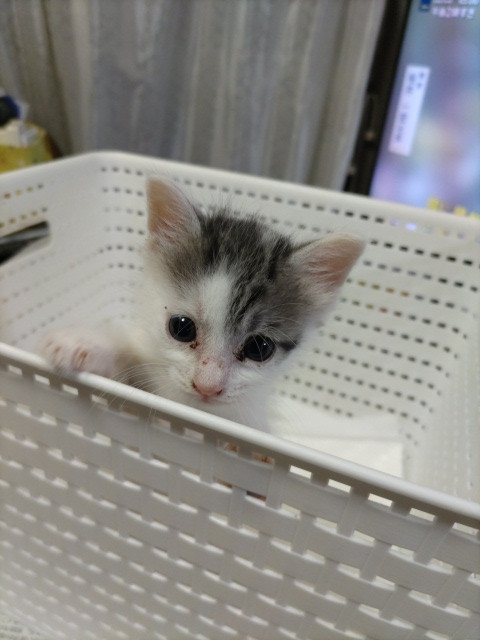 おてんばで元気な仔猫です