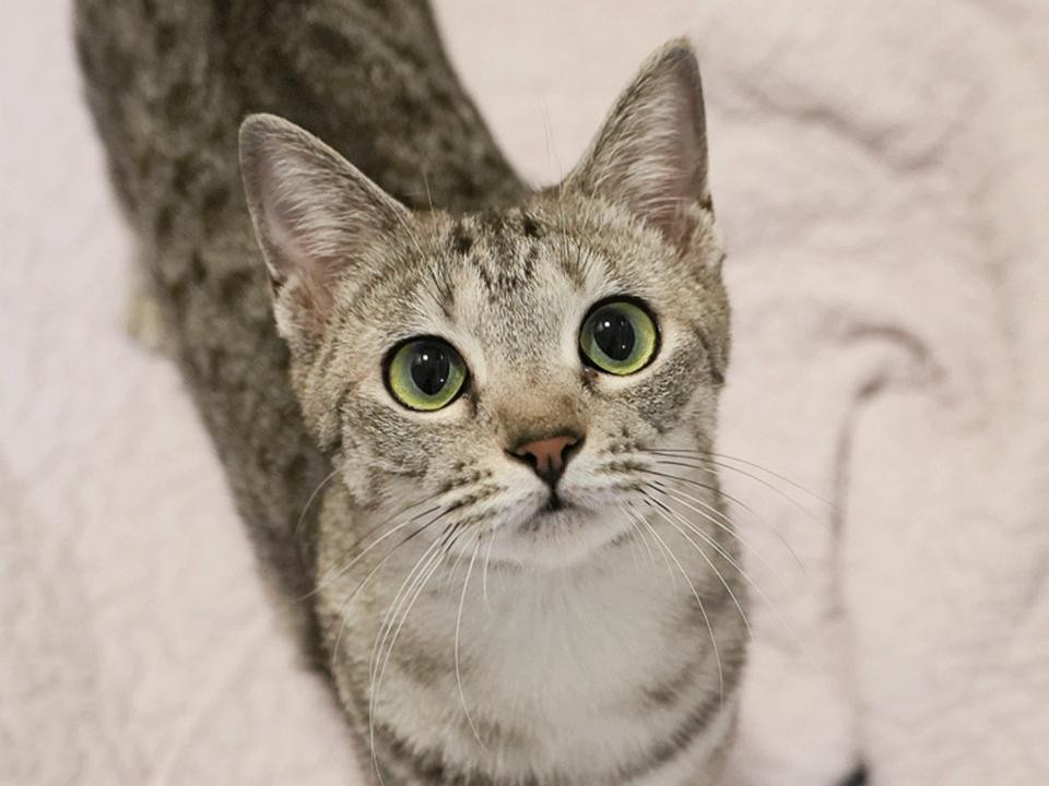 スーパー美猫さん・人馴れも抜群です!