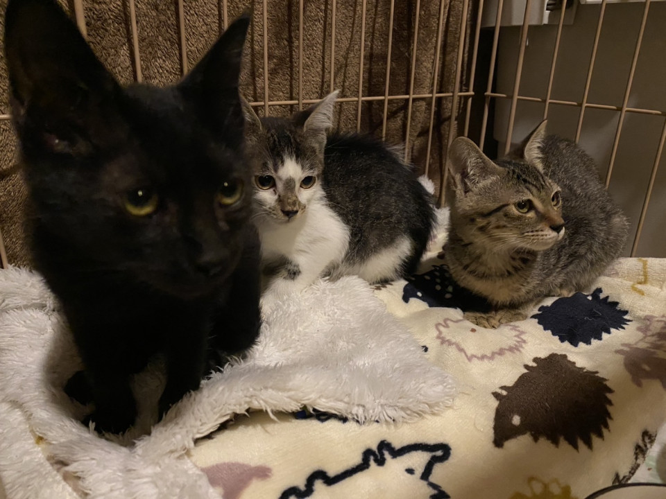 甘えっ子クロ