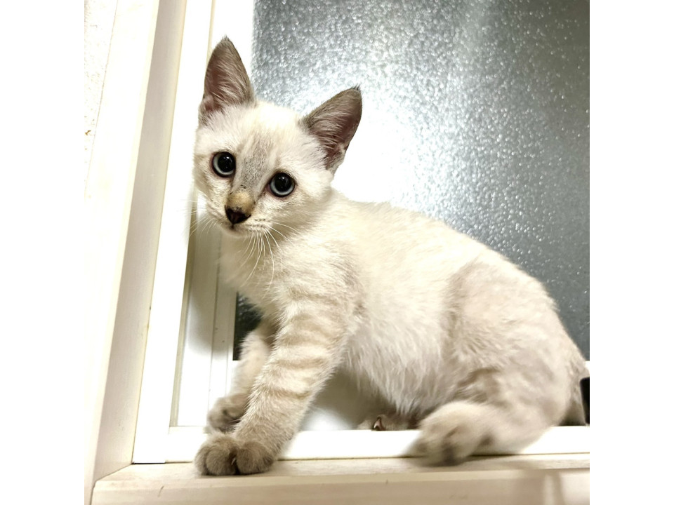 綺麗なシャムミックスの女の子