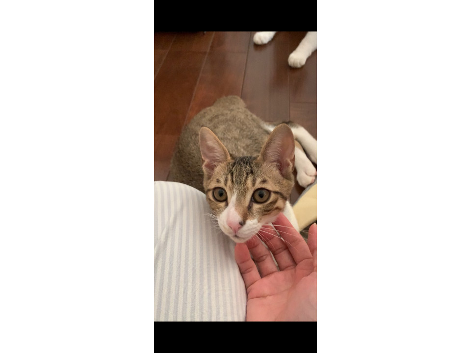 桜田しくお☆10/26(日)譲渡会予定