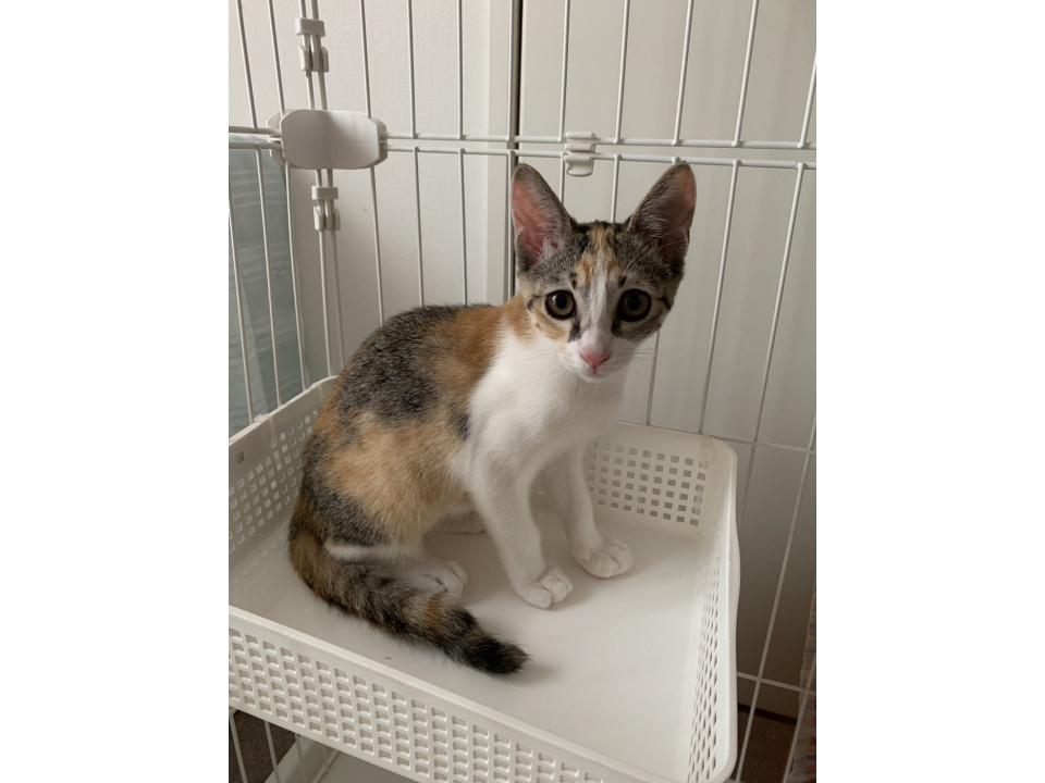 桜田しんめ☆10/26(日)譲渡会予定