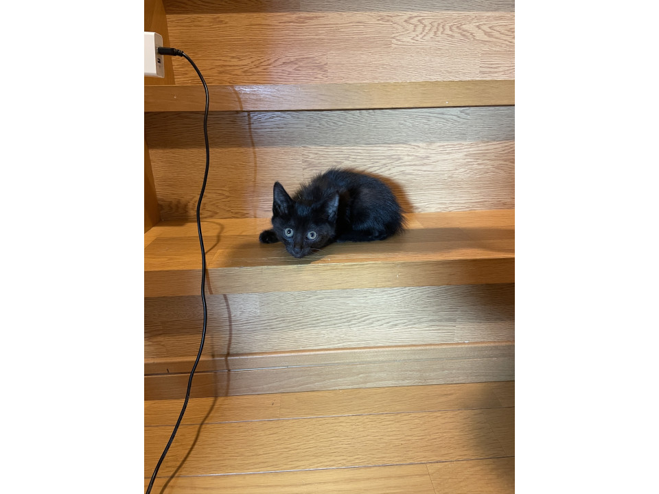 黒色の可愛い子猫を保護しました‼️