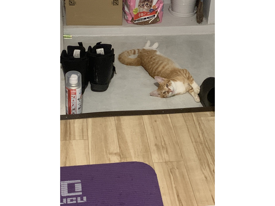未去勢オス生後7ヶ月猫風邪ウイルス持ち