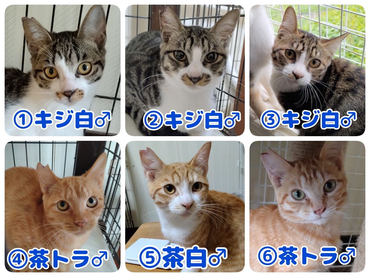【多頭案件】1歳未満の若猫15匹。