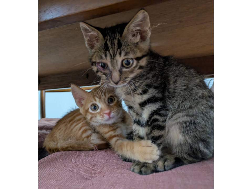 ゴルフ場で保護された可愛らしい茶トラ君