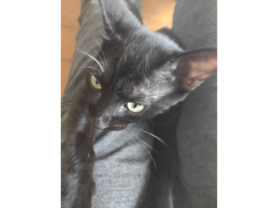 生後6ヶ月。黒猫。男の子。