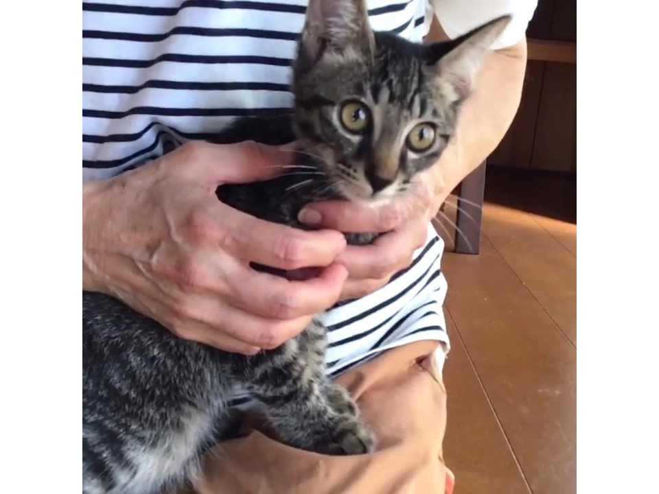 尻尾が短いキジトラくん