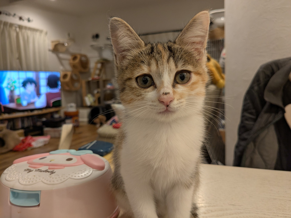 かわいい女の子