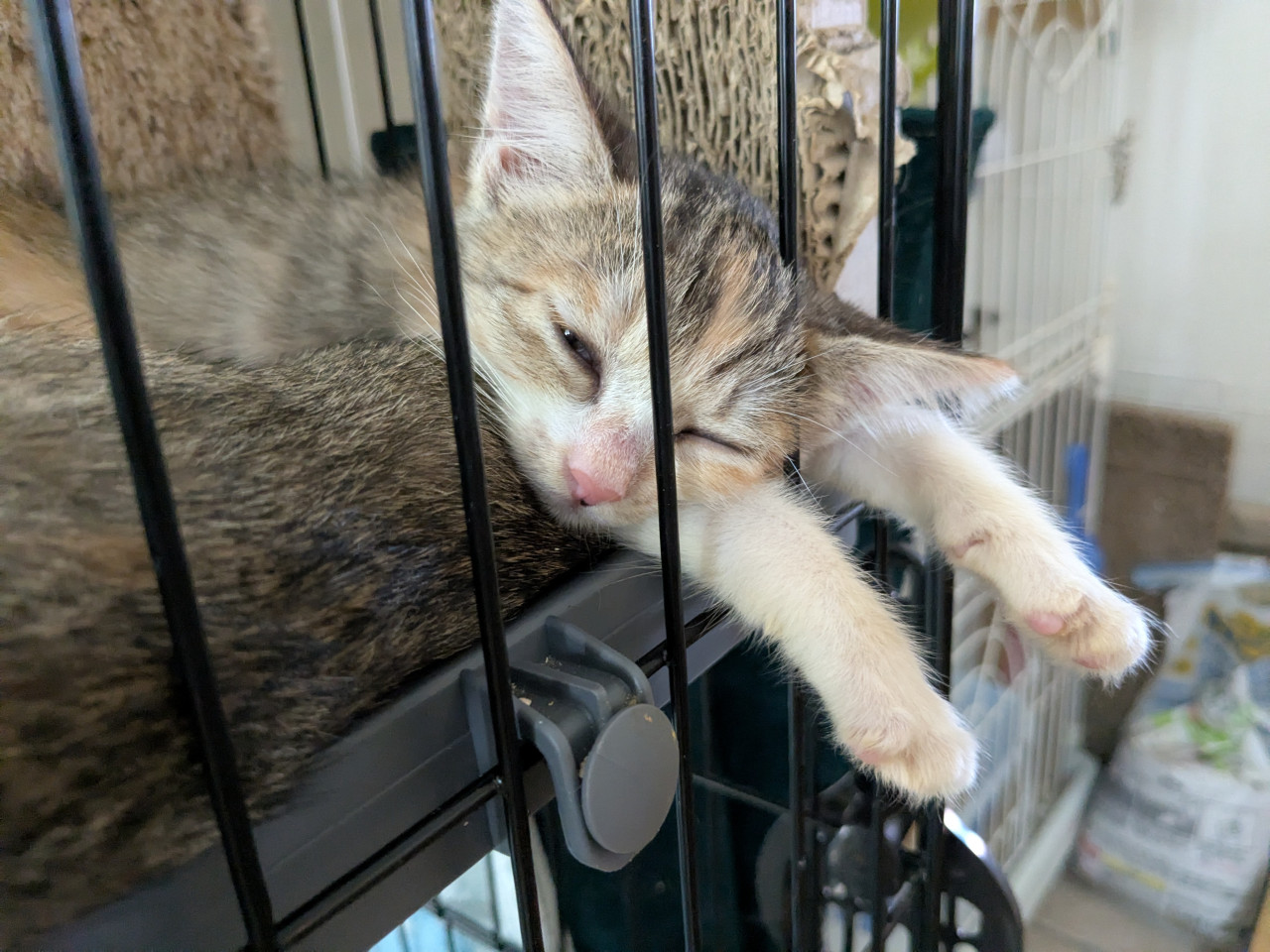 かわいいきょうだい猫