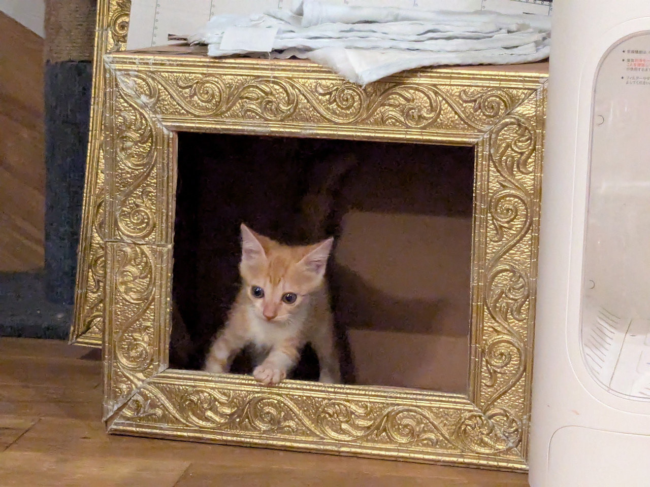かわいいきょうだい猫茶トラ