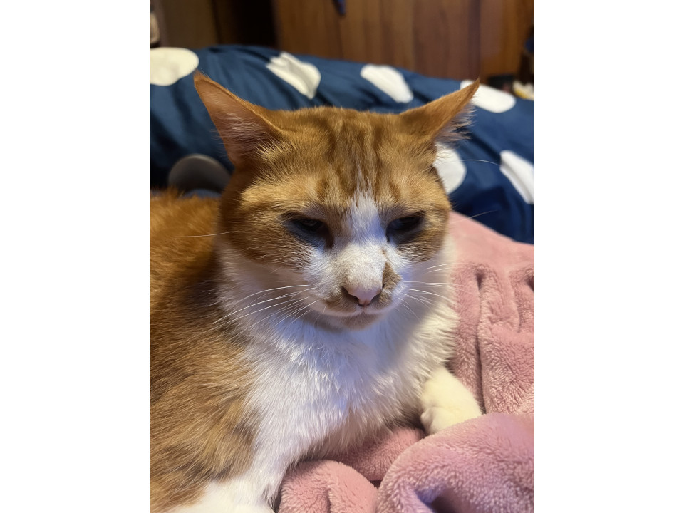 茶白 のねこ