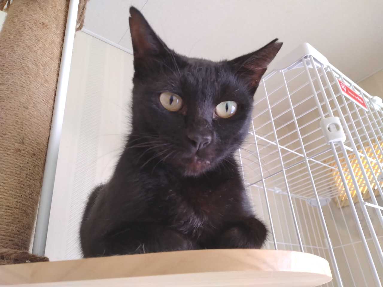 【アン】推定1〜2歳