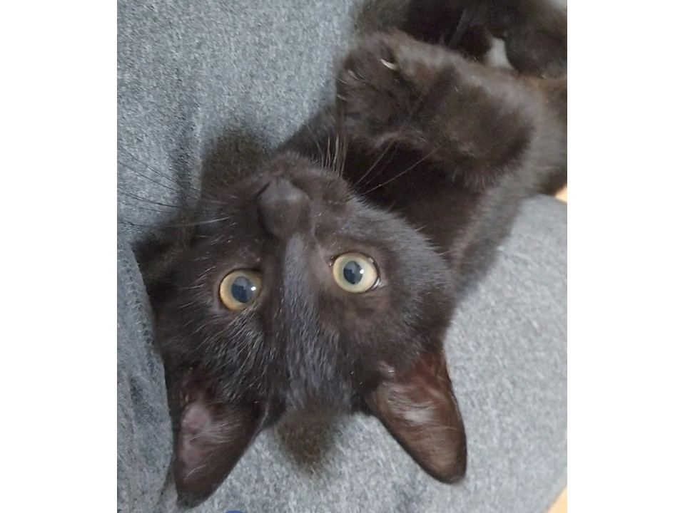 【未來(みくる)】前足に障害。ゴロゴロ。