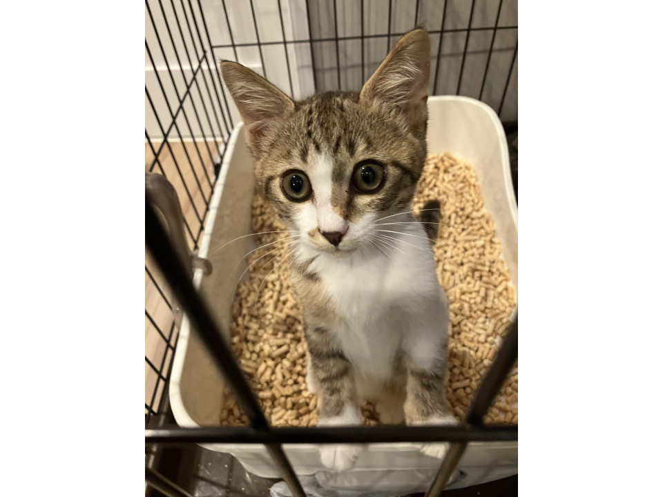 元気いっぱいなキジシロの女の子