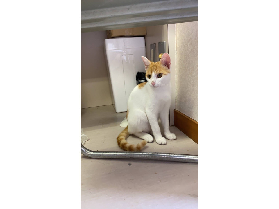 食いしん坊の茶白男子♪