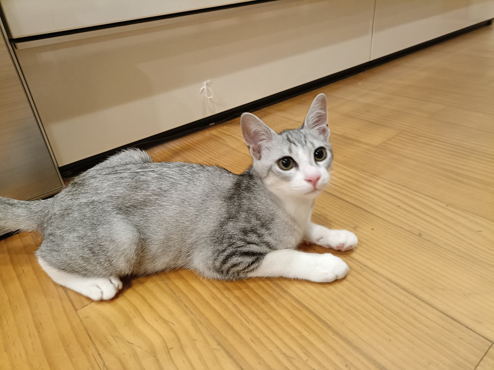 スリゴロ♪サバ白男の子♪
