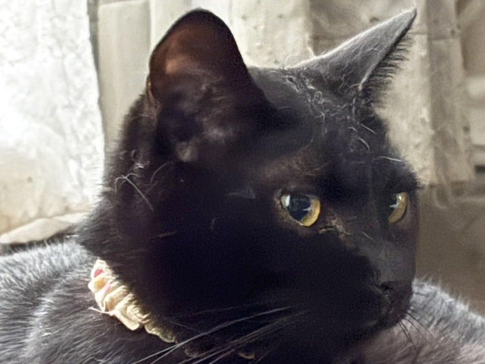 黒猫♀たか約2歳※初参加