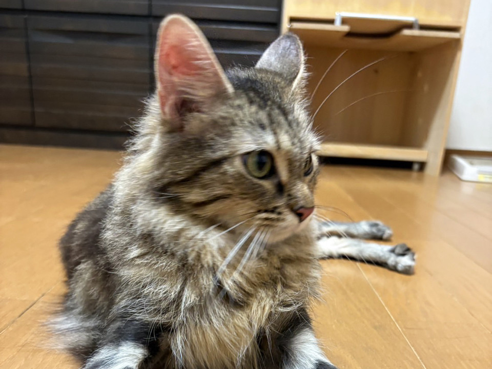 長毛猫♀くるみ2〜3歳※初参加
