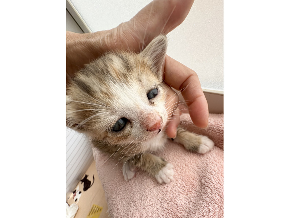 【生後3週】パステルなキジ白ちゃん