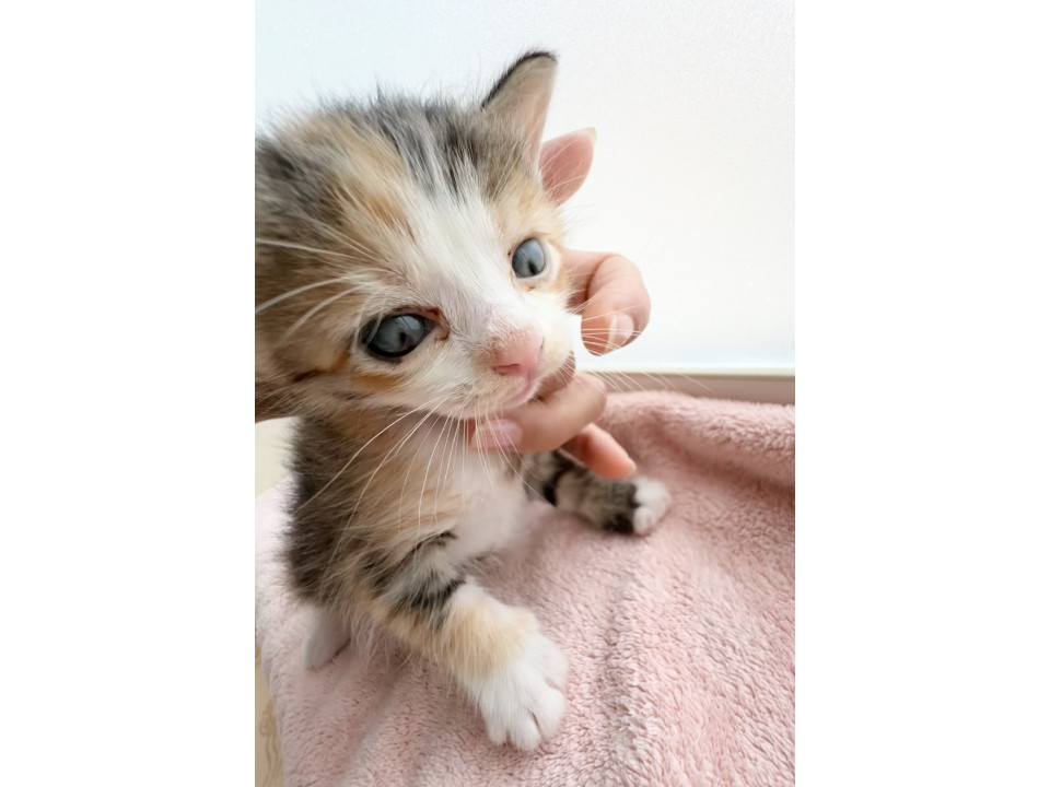 【生後3週】ちょっと潰れ顔のミケちゃん