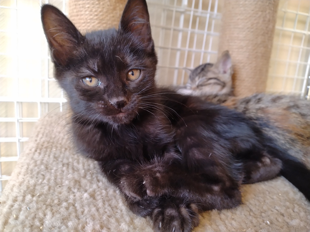 ②黒・オス【フーガ】