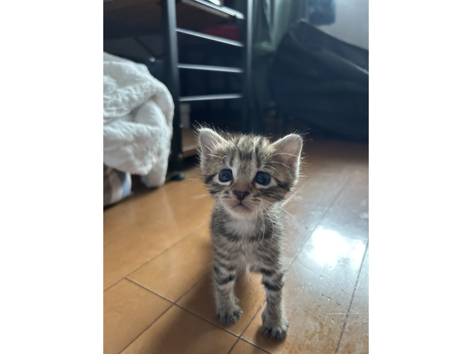 かわいいおもちちゃん