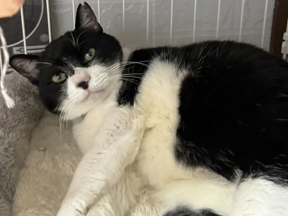 親方5歳♂とっても優しい白黒猫