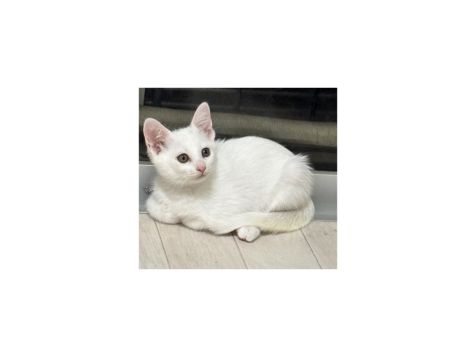 遊ぶの大好きましろちゃん