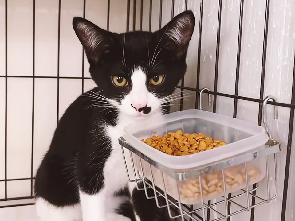 白黒猫兄妹♂仁くん約4ヵ月半