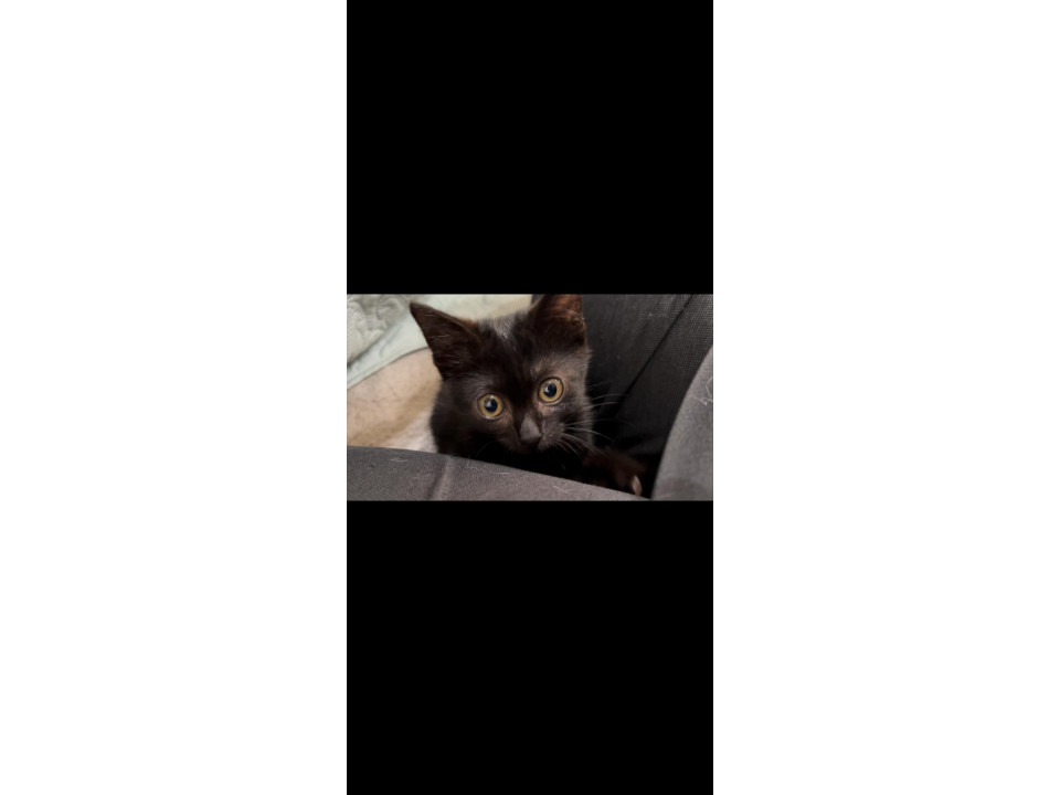 デレデレあまあまあんこちゃん