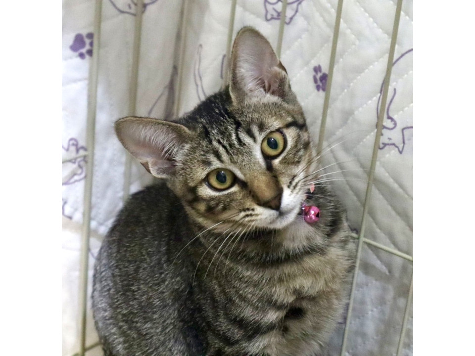 綺麗な瞳と模様の女の子!ショウちゃん