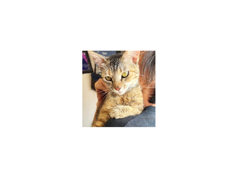 だっこ大好きサビ猫☆ウニちゃん