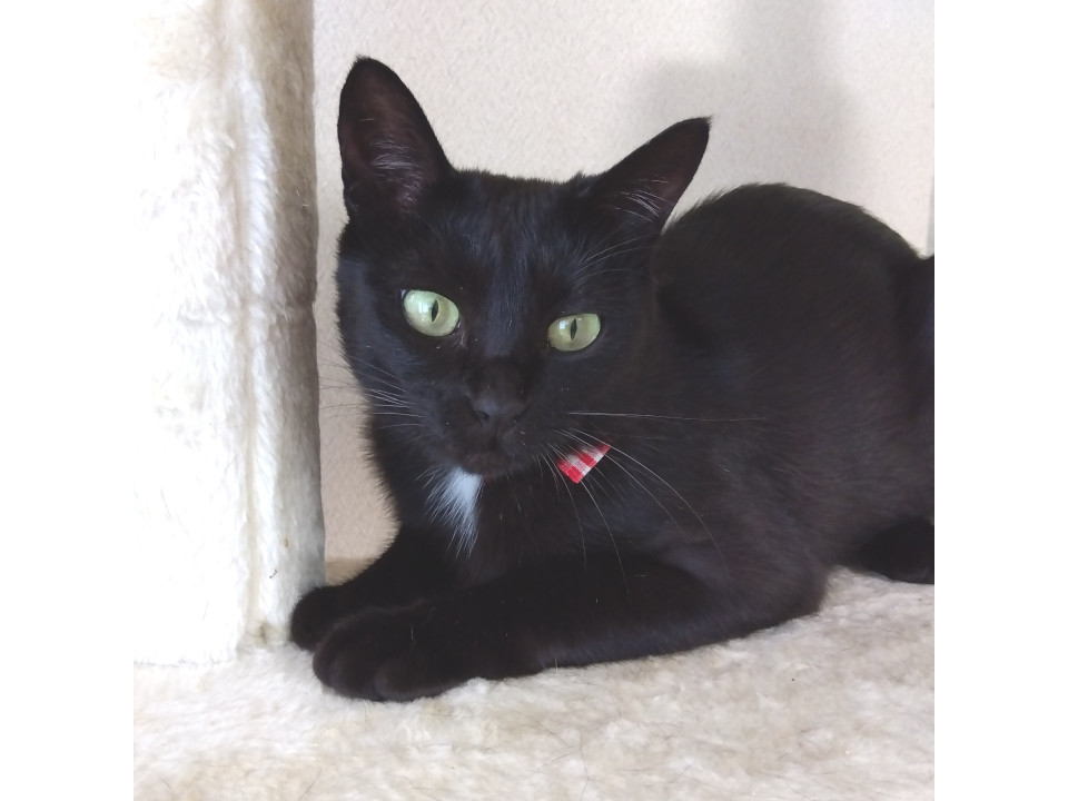 小柄な美猫の黒猫ちゃん