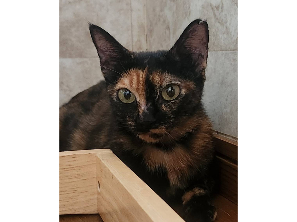 美猫のアンモちゃん