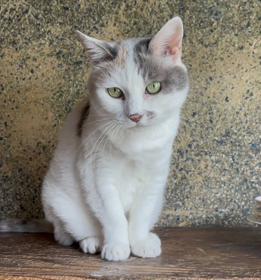 4匹のお母さん猫