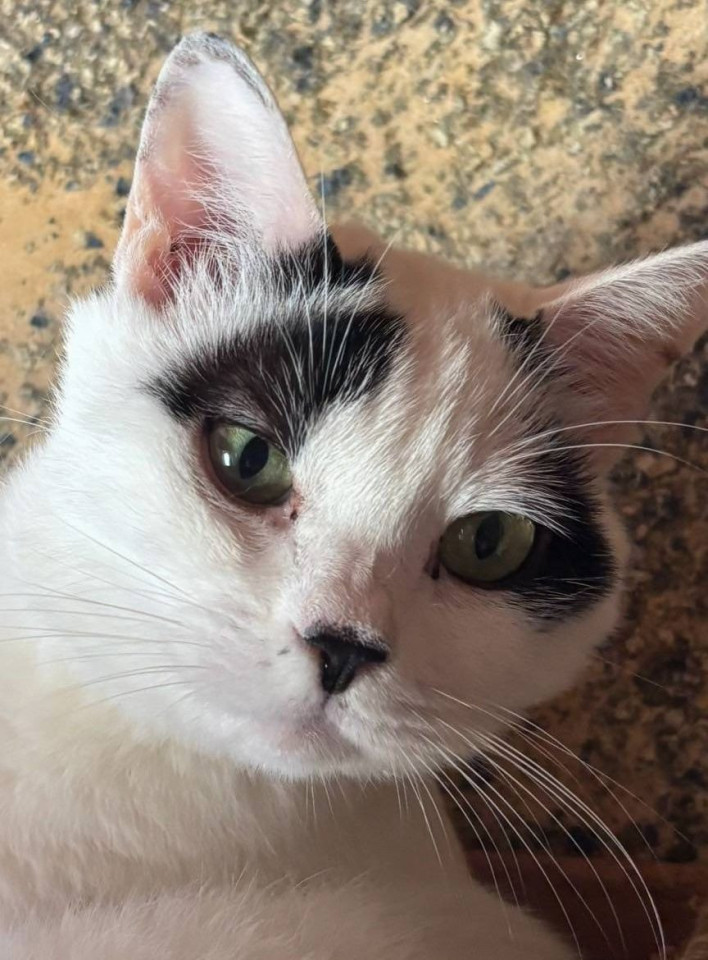 白色の多めな三毛猫①