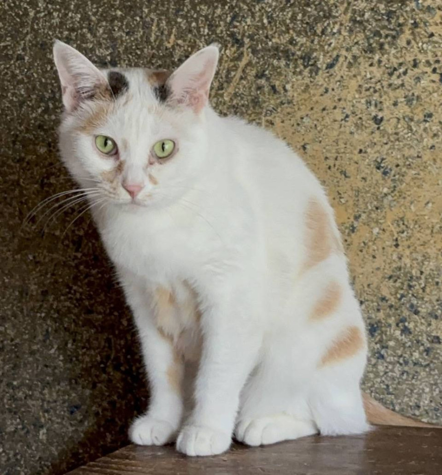 白が多めな三毛猫②