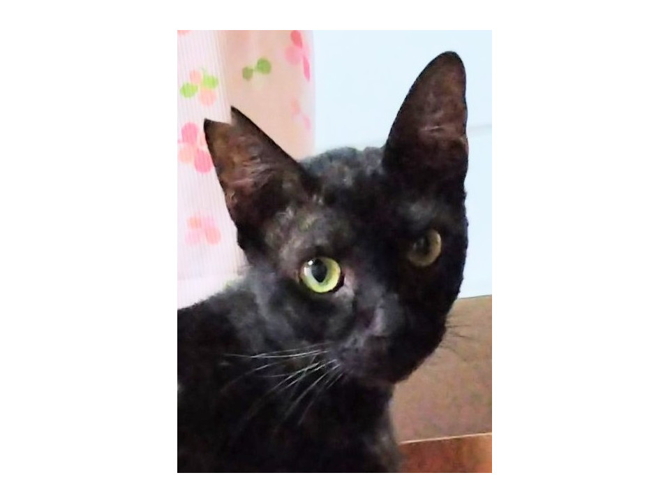 幸せになりたい 黒猫ちゃん