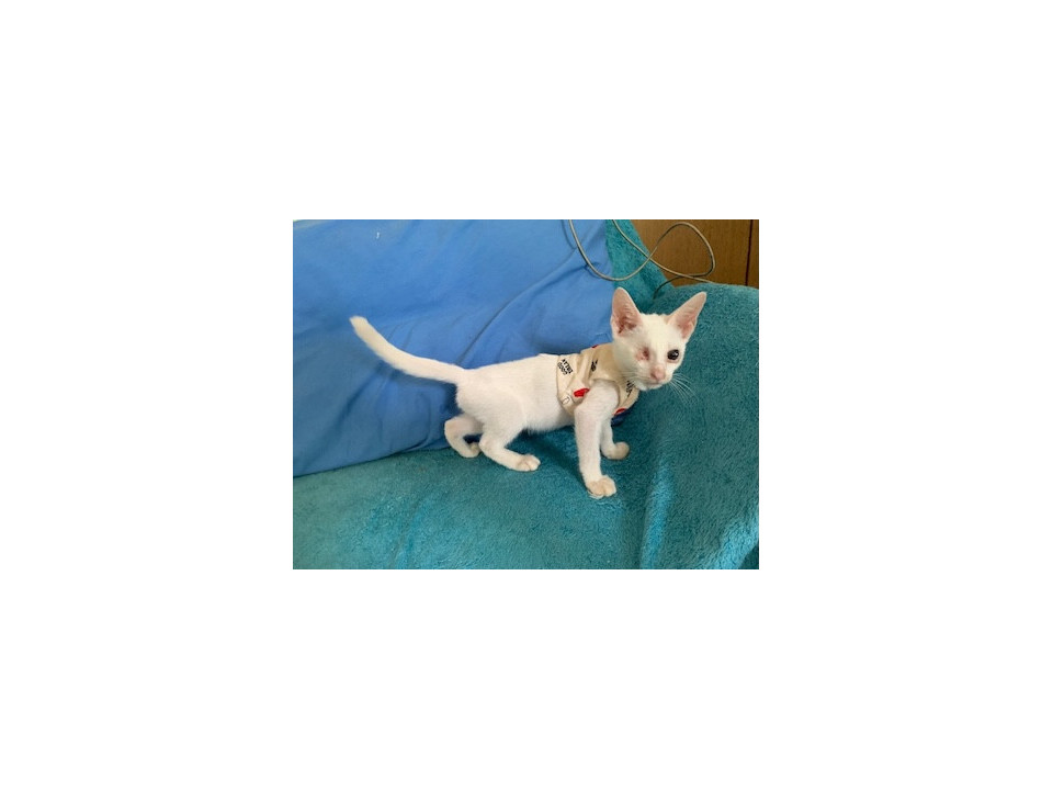 障害は問題なし人懐こい白猫