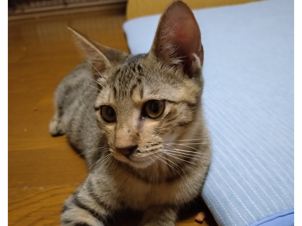 暴れん坊きかん坊 しき