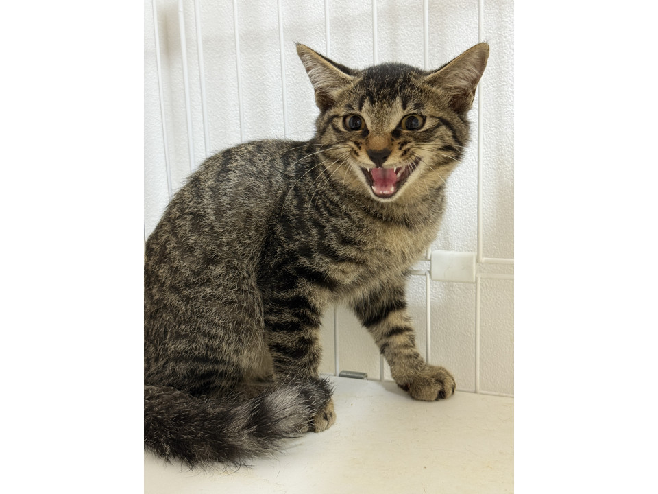 ちょっとビビりな甘えん坊男の子猫♪