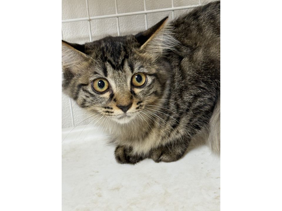 人間不信だけどルックス抜群長毛姉妹！#1