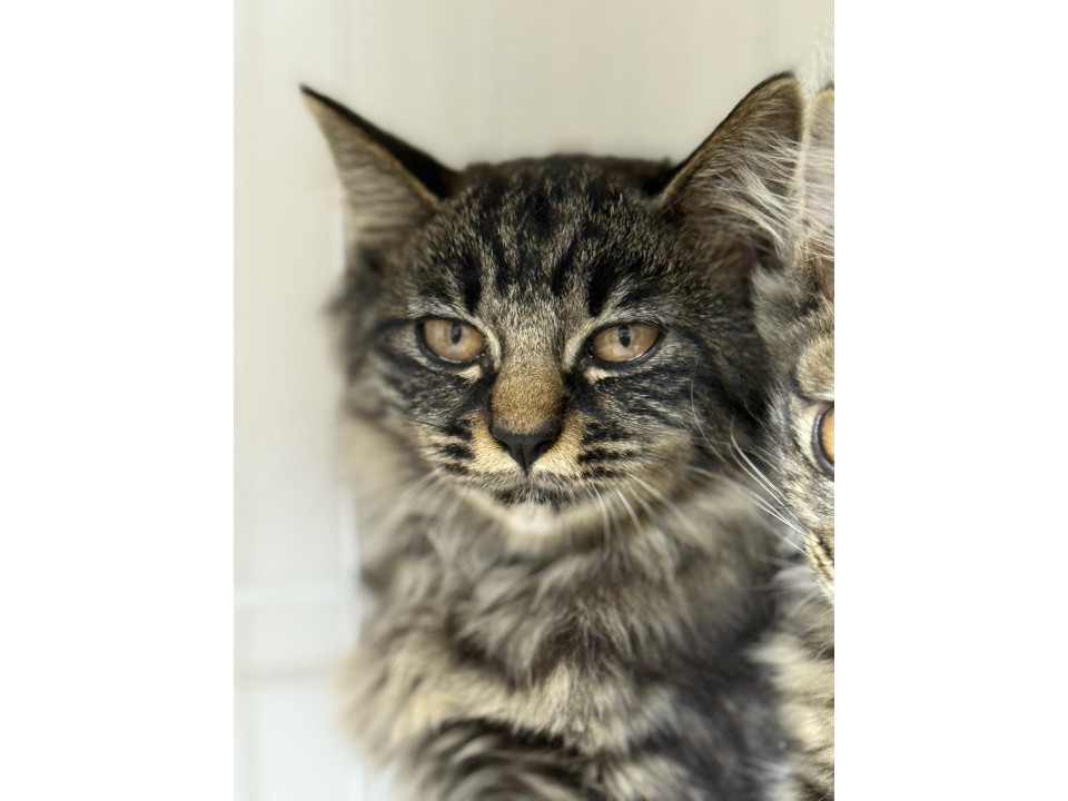 人間不信だけどルックス抜群長毛姉妹!#2